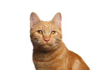 Portrait of Satisfied Ginger Cat on Isolated white background, front view