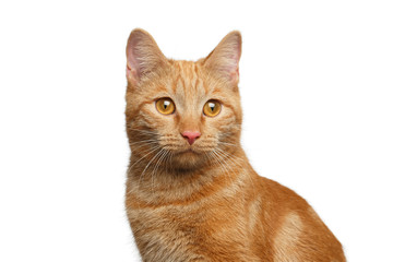 Fototapeta na wymiar Portrait of Ginger Cat on Isolated white background, front view