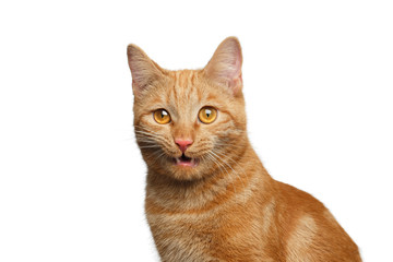 Portrait of Ginger Cat Open mouth on Isolated white background, side view