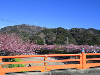 河津桜