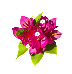 Bougainvillea flower