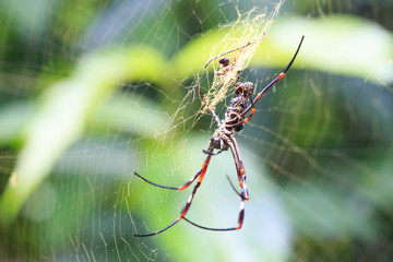 spider on spiderweb