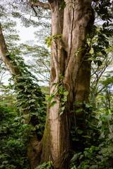 Tree Trunk in Rainforest