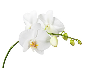 Fototapeta na wymiar Three day old white orchid flowers isolated on white background. Closeup.