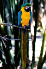 Colours of the Jungle