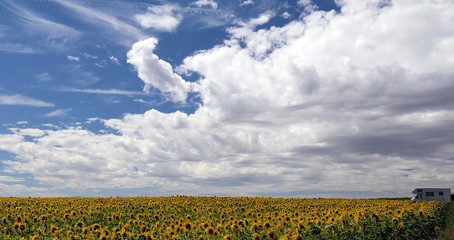 Wohnmobil im Sonnenblumenfeld