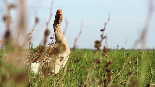 Duck stay on field in sunset time on green feild