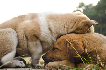 The dog has a couple of love.