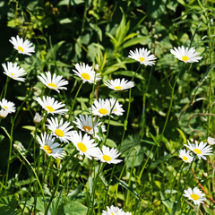 Green flowering meadow with white daisies. Natural background.