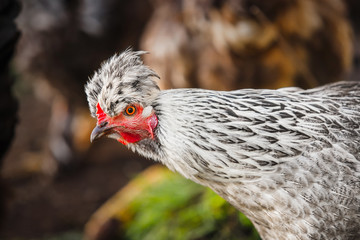 Chicken head with tuft. Silver-gray tint by Legbar breed