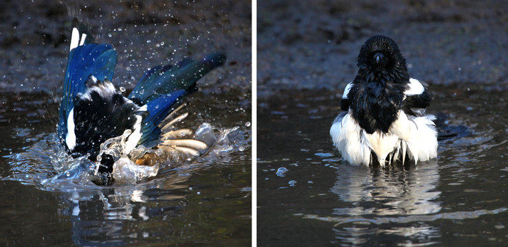 Magpie bading in a pool of rainwater