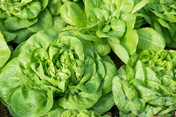 Organic vegetables garden