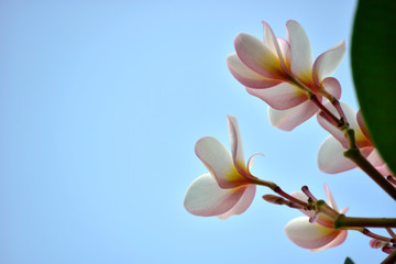 mix colorful plumeria on tree with blue sky background