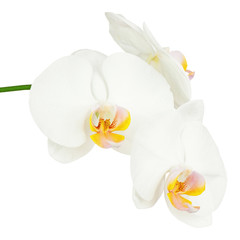 Six day old white orchid isolated on white background. Closeup.