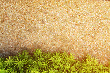 Pebble stones, wall, background wite green leave.