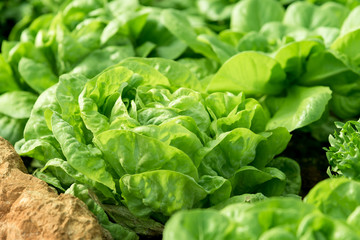 Organic vegetables garden