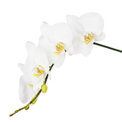 Fototapeta na wymiar White orchid isolated on white background. Closeup.