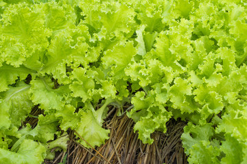 fresh salad leaves in garden.