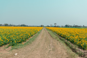 Beautiful field of Marigolds  (Tagetes erecta, Mexican marigold, Aztec marigold)