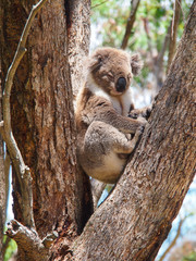 Koala sleeping