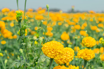 Obraz premium Beautiful of Marigolds (Tagetes erecta, Mexican marigold, Aztec marigold)