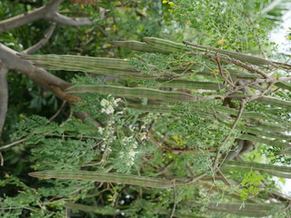 Brèdes, fleurs, bâtons mourongs, jardin créole, La Réunion