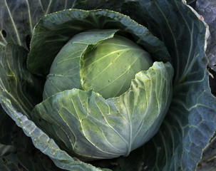 Obraz premium Ripe cabbage head with leaves