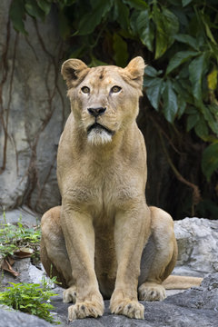 Image of a female lion on nature background. Wild Animals.