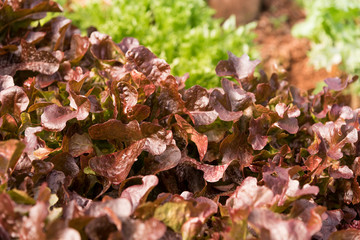 Organic vegetables garden