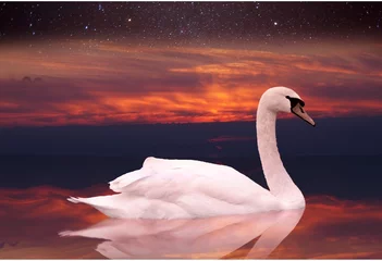 Acrylic prints Swan White swan swimming in a pond at sunset.