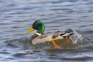 Mallard Anus platyrhyncha Drake bathing