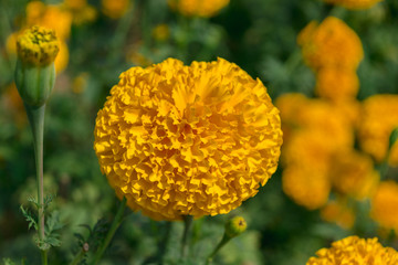 Beautiful of Marigolds (Tagetes erecta, Mexican marigold, Aztec marigold)