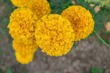 Beautiful of Marigolds (Tagetes erecta, Mexican marigold, Aztec marigold)