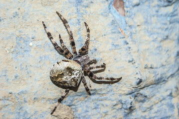 Spider on the wall