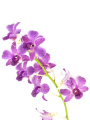 Fototapeta na wymiar beautiful orchid isolated on white background