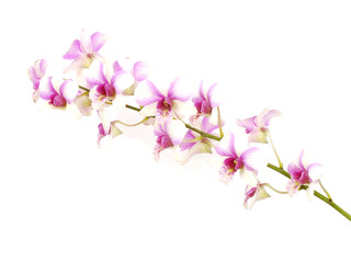 Naklejka na ściany i meble beautiful orchid isolated on white background