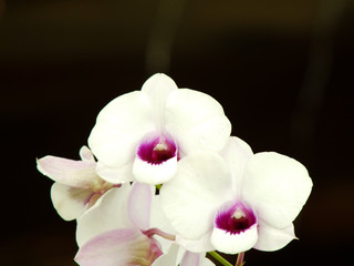 Fototapeta na wymiar green orchid flower bud with space copy background