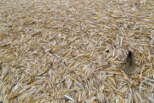 Razor Shell Ensis siliqua on Thornham Creek Titchwell Norfolk