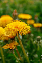 Yellow dandelion flower on green background