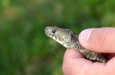 European smooth snake (Coronella austriaca)