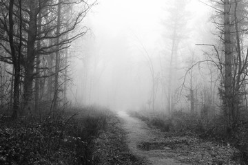 Fototapeta na wymiar English woodland on a foggy misty morning