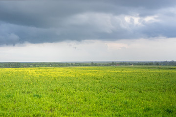 Blossoming meadow at rain with storm clouds

