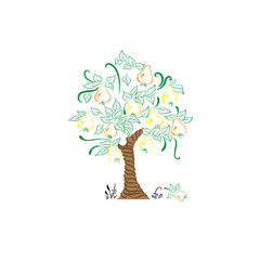 pear tree with leaves harvest garden 2