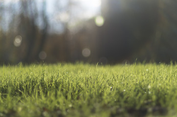 Fototapeta na wymiar Background with green grass, sun beams and blue sky, park, Saint-Petersburg