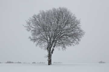 Alone tree in a field, winter season.