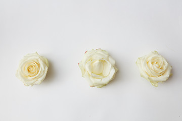 three white rosebuds