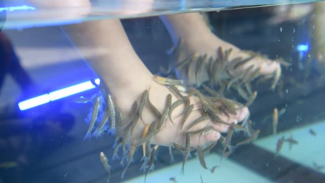 Foot spa by little fish in fresh water by little feet of children