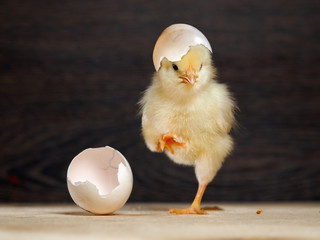Newborn chick. The shell of the egg. Funny and cute chick © kozorog