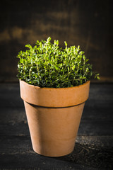 Kräutertopf, Oregano auf schwarzen Holzbalken