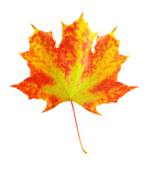 colorful autumn maple leaf isolated on white background